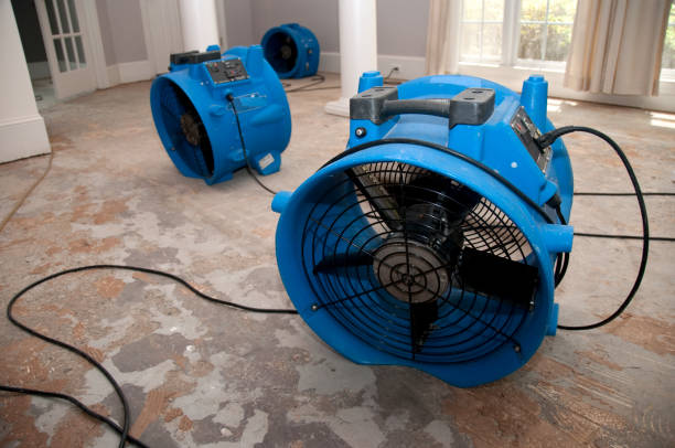 Best Mold removal after water damage  in Alta, IA