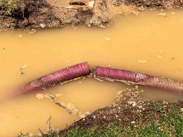 Best Local water damage restoration  in Alta, IA